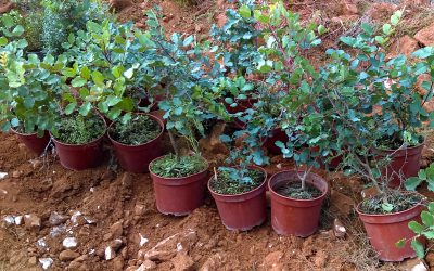 AHE Volunteers Replanting Trees in Malaga (Spain)